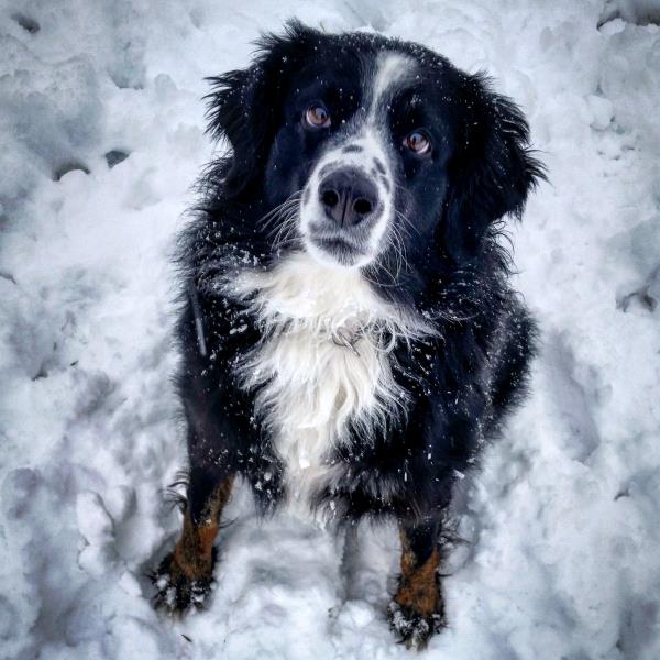 /Images/uploads/Humane Society of Utah/HSUCalendar/entries/1118thumb.jpg